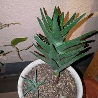 アロエ,アロエ ダップルグリーン,多肉植物,観葉植物,ベランダの画像