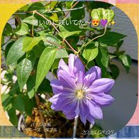 球根植物,季節の花,花のある暮らし,花いろいろ,こぼれ種からの画像