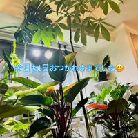 パキラ,モンステラ,フィロデンドロン,フィロデンドロン ロジョコンゴ,フィロデンドロン　ジョセボーノ　斑入りの画像