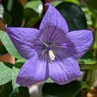キキョウ,涼しげ,季節の花,花のある暮らし,可愛いお花の画像