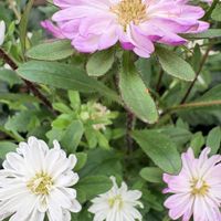 アスター,寄せ植え,ガーデニング,花のある暮らし,緑のある暮らしの画像