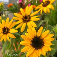 ヒマワリ,ミニひまわり ミラクルビーム,今日のお花,キュンキュン乙女倶楽部,HTCの画像