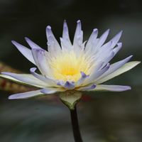 睡蓮,熱帯スイレン,熱帯睡蓮　フォックスファイヤー,熱帯睡蓮　フォックスファイヤー,熱帯睡蓮　アバランチの画像