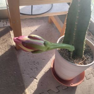 柱サボテン,柱サボテン,サボテンの花,小さな楽しみ,ラブリー♡加速中の画像