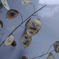 ルナリア,ドライフラワーの画像