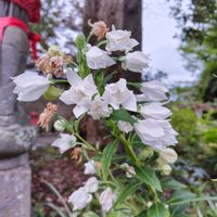 キキョウ,センニチコウ,千日紅,ニチニチソウ,ガーデニングの画像