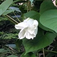 ヨルガオ,ユウガオの画像