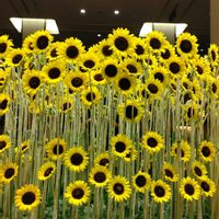 ディスプレイ,装花,帝国ホテル,向日葵　ひまわり　ヒマワリ,東京 日比谷の画像