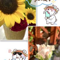 ひまわり,多肉植物,観葉植物,ガーデニング,My roseの画像