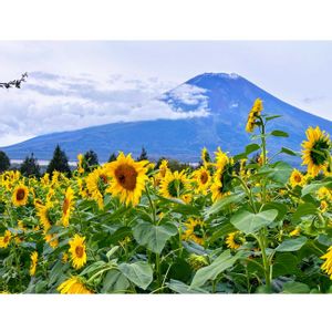 ヒマワリ,お散歩,花のある暮らし,みどりのある暮らし,石の上にも三年の画像
