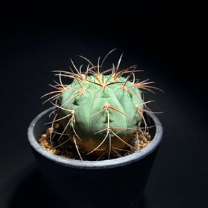 サボテン,ギムノカリキウム,快天丸,ギムノカリキウム・バイリアナム,ギムノカリキウム属の画像