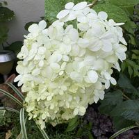 カシワバアジサイ,コムラサキ,ペチュニア,ピラミッドアジサイ,花のある暮らしの画像