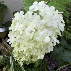 カシワバアジサイ,コムラサキ,ペチュニア,ピラミッドアジサイ,花のある暮らしの画像