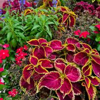 寄せ植えの画像