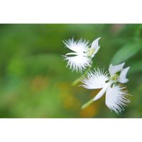 サギソウ,山野草,ミラーレス一眼,夜中にこっそり,由美子・山野草・高山植物の画像