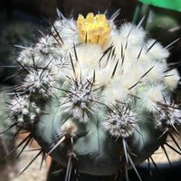 コピアポア黒王丸,多肉植物,観葉植物, サボテン,コピアポアの画像