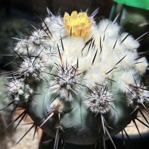コピアポア黒王丸,多肉植物,観葉植物, サボテン,コピアポアの画像