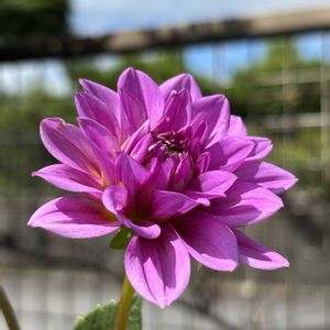 ダリア,花のある暮らし,素敵色,かわゆい♡,球根からの画像