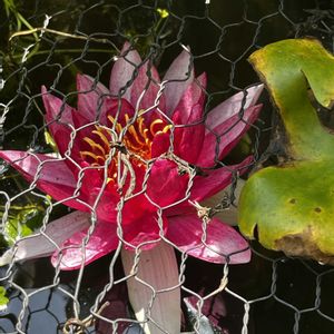 スイレン,スイレン,睡蓮,ネコ好き,ピンクの花の画像