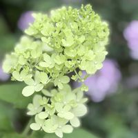 ノリウツギ,埼玉ンズ倶楽部,おうち園芸,われら17年組,自然は面白いの画像