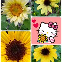 ヒマワリ,黄色い花,過去の写真,プランター栽培,今日のお花の画像