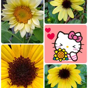 ヒマワリ,黄色い花,過去の写真,プランター栽培,今日のお花の画像