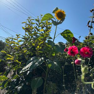 ミニトマト,今日のお花,ブラックベリーの実,向日葵　ひまわり　ヒマワリ,家庭菜園の画像
