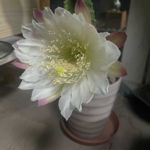 柱サボテン,柱サボテン,サボテンの花,小さな楽しみ,ラブリー♡加速中の画像