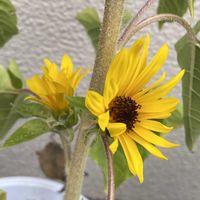 ミニひまわり,鉢植え,暑い日,玄関アプローチの画像