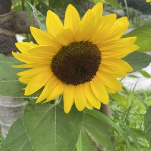 ヒマワリ,花のある暮らし,今日のお花,お写ん歩,公園散歩の画像