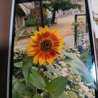 バタフライピー,ベランダ,お出かけ先の画像
