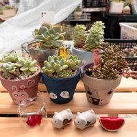 アイリーン,ホワイトスノー,ミルクゼリー,だるま姫秋麗×スプリングワンダー,つぶつぶ屋さんのお餅の画像