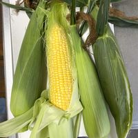 とうもろこし,熱帯植物,家庭菜園の画像