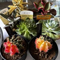 多肉植物,多肉寄せ植え,ガーデニング超初心者,リビング・ダイニングの画像