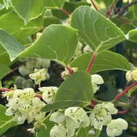 グミ,サルナシ,ベビーキウイ,コクワ,サルナシの花の画像