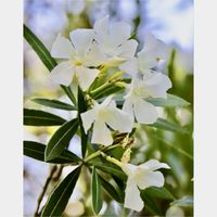ノイバラ,ノイバラ,キョウチクトウ,アゲハ（ナミアゲハ）,アゲハ（ナミアゲハ）の画像