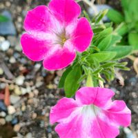花壇,ピンク色の画像