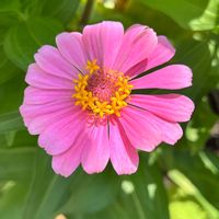 ヒャクニチソウ,可憐な花,ピンクワールドへ ようこそ,明日はきっと良い日になる,2019同期の画像