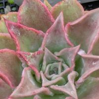 ジュピター,マディバ,多肉植物,葉挿し,多肉寄せ植えの画像