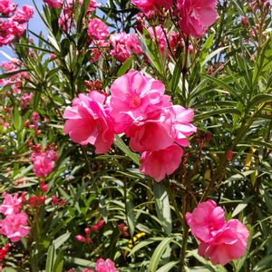 キョウチクトウ,青空,花のある暮らし,今日のお花の画像