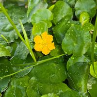 アサザ,アサザ,めだか,めだか,メダカ水槽の画像