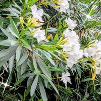 アジアンタム,ツユクサ,ヒマワリ,キョウチクトウ,向日葵の画像