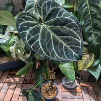 アンスリウム,アンスリウム  クリスタリナム,Anthurium crystallinum,観葉植物,原種の画像