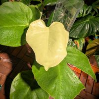 モンステラ,モンステラ デリシオーサ,斑入りモンステラ,MONSTERA DELICIOSA VARIEGATED,観葉植物の画像