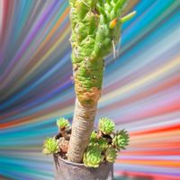 サボテン,将軍,センペルビウム,多肉植物,大好きの画像