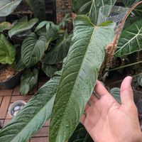 フィロデンドロン,観葉植物,フィロデンドロン属,ハイブリッド,Philodendron Jorge's Legendの画像