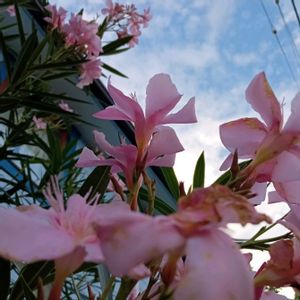キョウチクトウ,キョウチクトウ,キョウチクトウ(夾竹桃),花言葉,今日のお花の画像