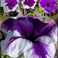 キキョウ,キキョウ,トレニア,デュランタ 宝塚,ペチュニア(花衣いちまつ)の画像
