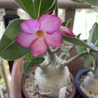アデニウム オベスム,アデニウム オベスム,アデニウム オベスムの花,タニラー,バルコニストの画像
