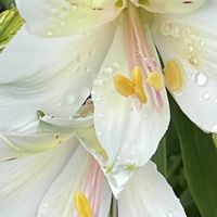 アルストロメリア,白い花,今日も元気で,今日も笑顔で♡,花を通じて愛と平和をの画像